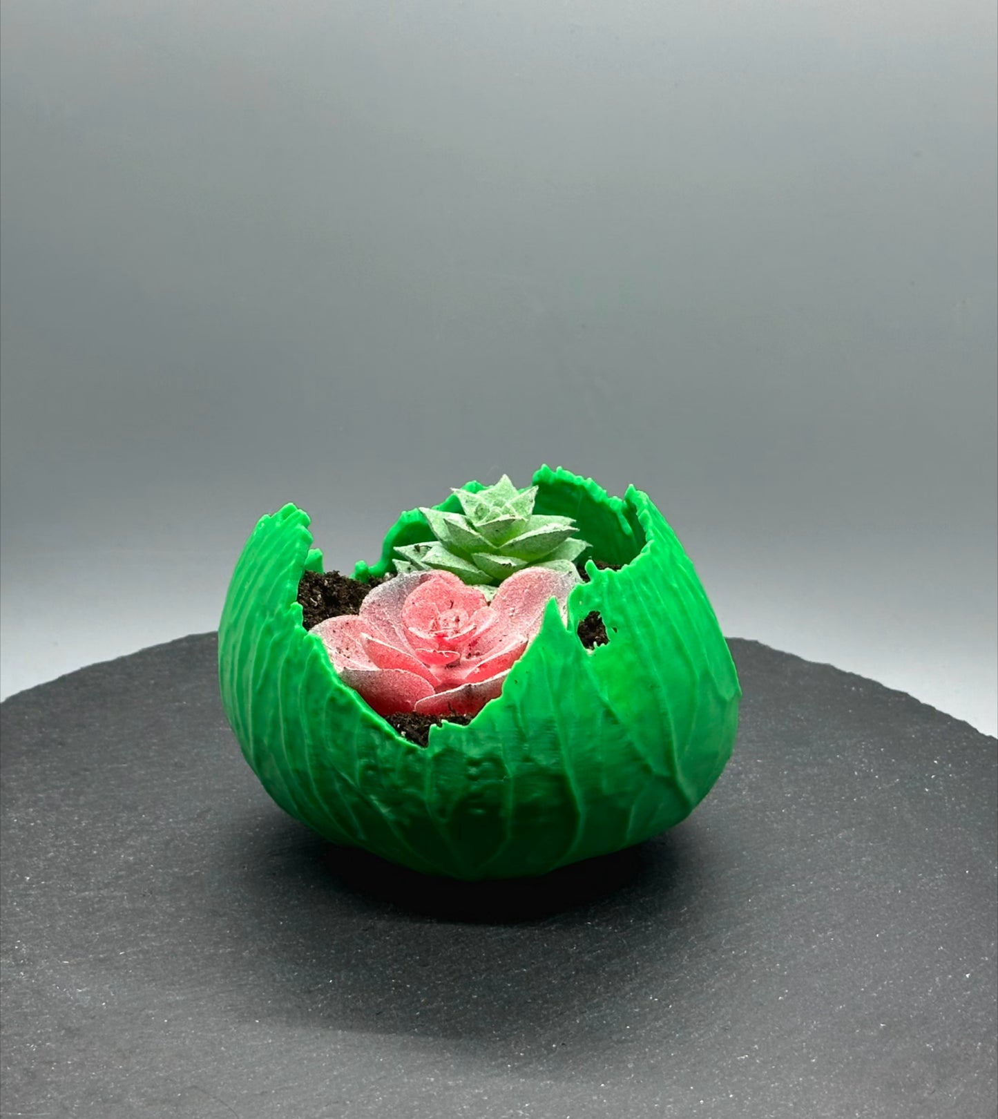 Cabbage Planter
